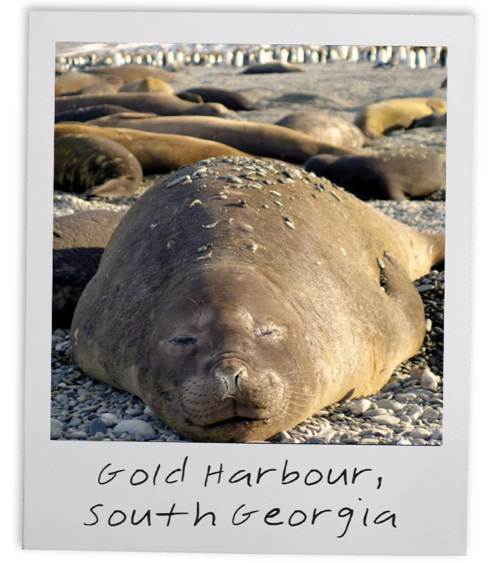 A large seal lying on a pebble-covered beach at Gold Harbour, South Georgia with several other seals in the background.