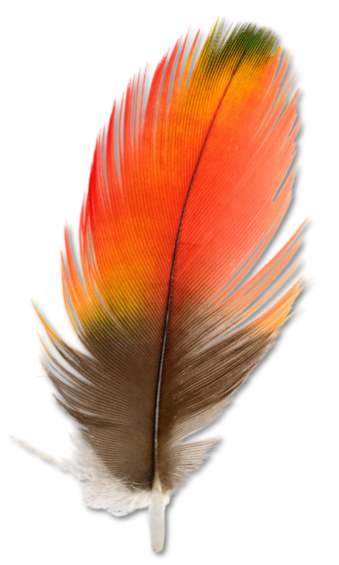 Colorful bird feather with shades of orange, yellow, and brown on a black background.
