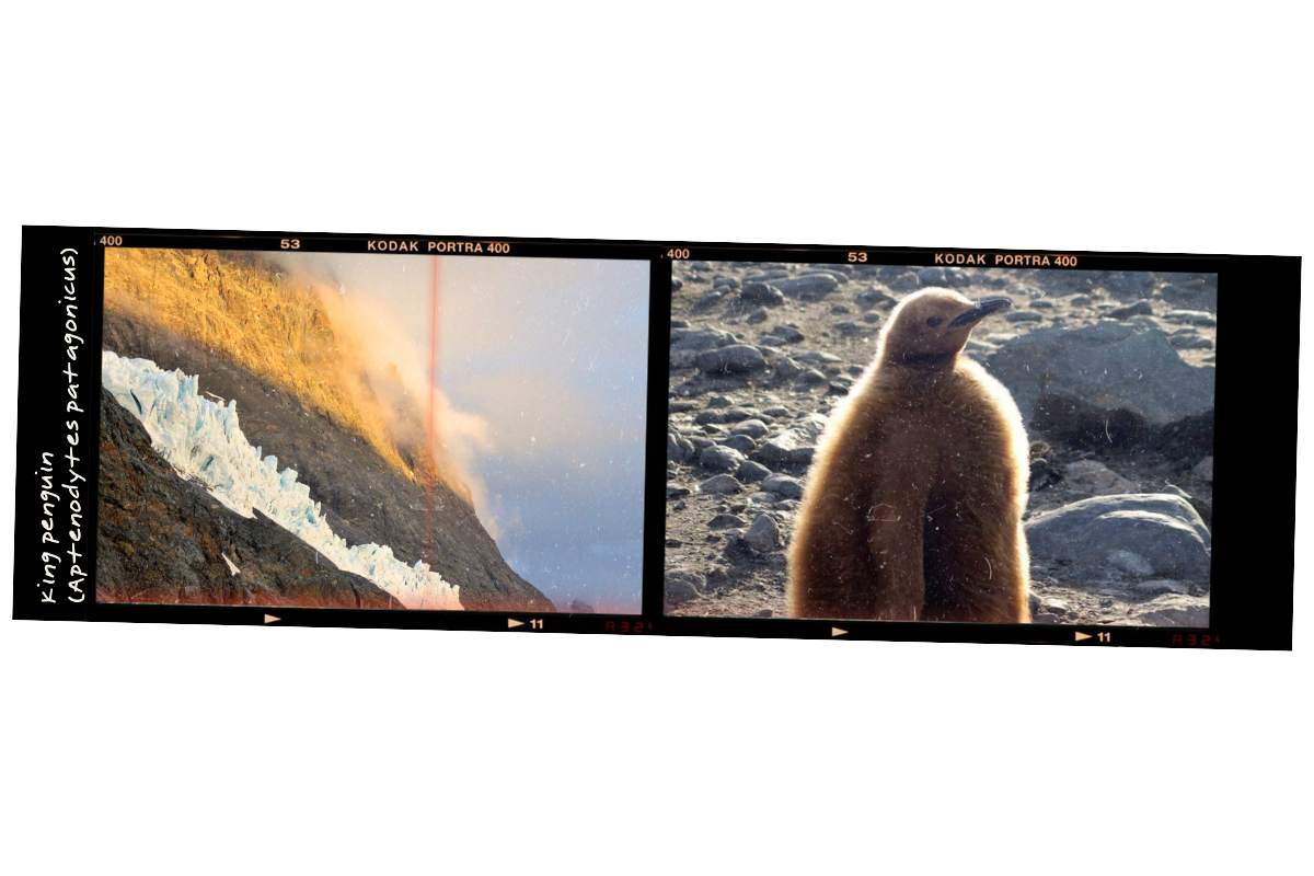 Side-by-side photographs of nature scenes, one showing a glacier and volcanic landscape with smoke or steam rising, and the other showing a baby penguin standing on rocky ground.