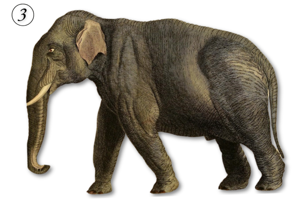 An illustration of a large gray elephant with textured skin, long trunk, and tusks against a black background.