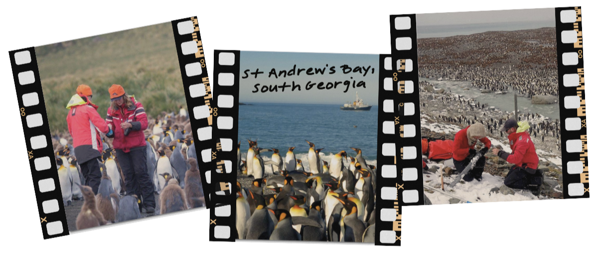 Three photos on a film strip showing people feeding penguins, a view of St. Andrews Bay south Georgia with penguins and a ship in the water, and children playing in the snow with penguins.
