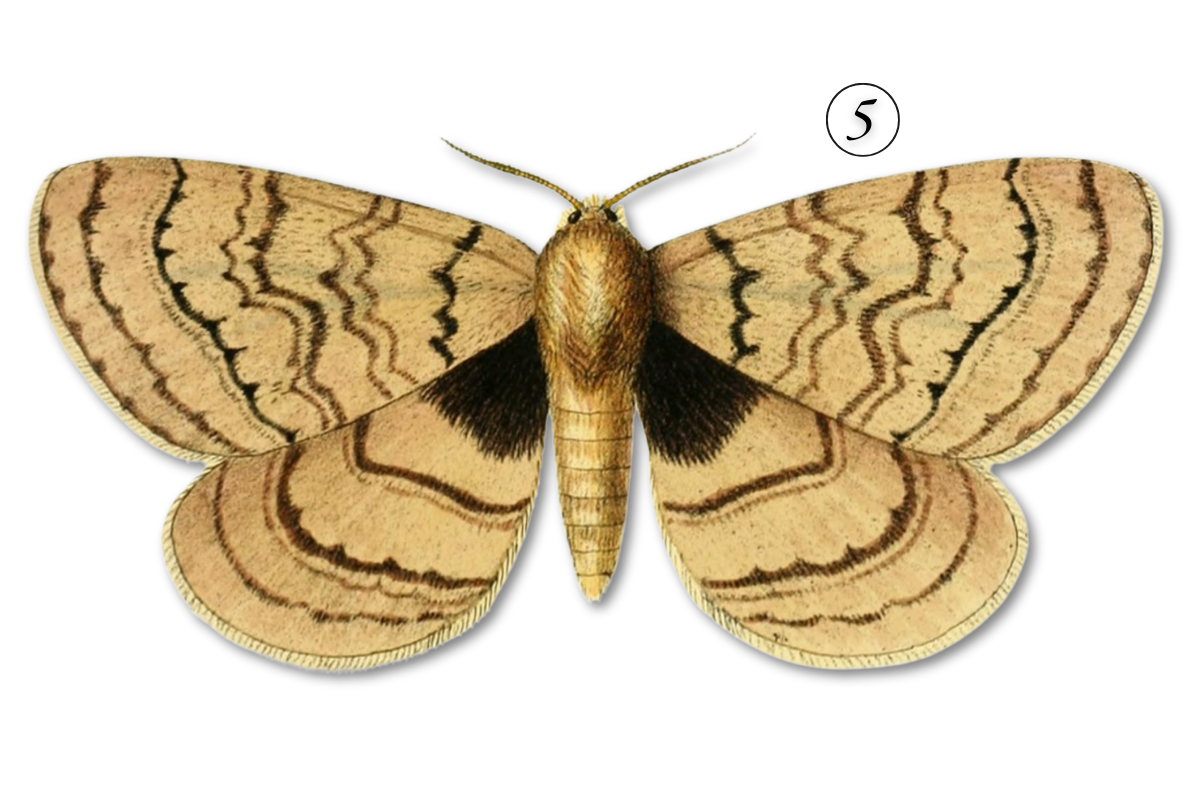 A detailed illustration of a moth with tan and black patterned wings against a black background.