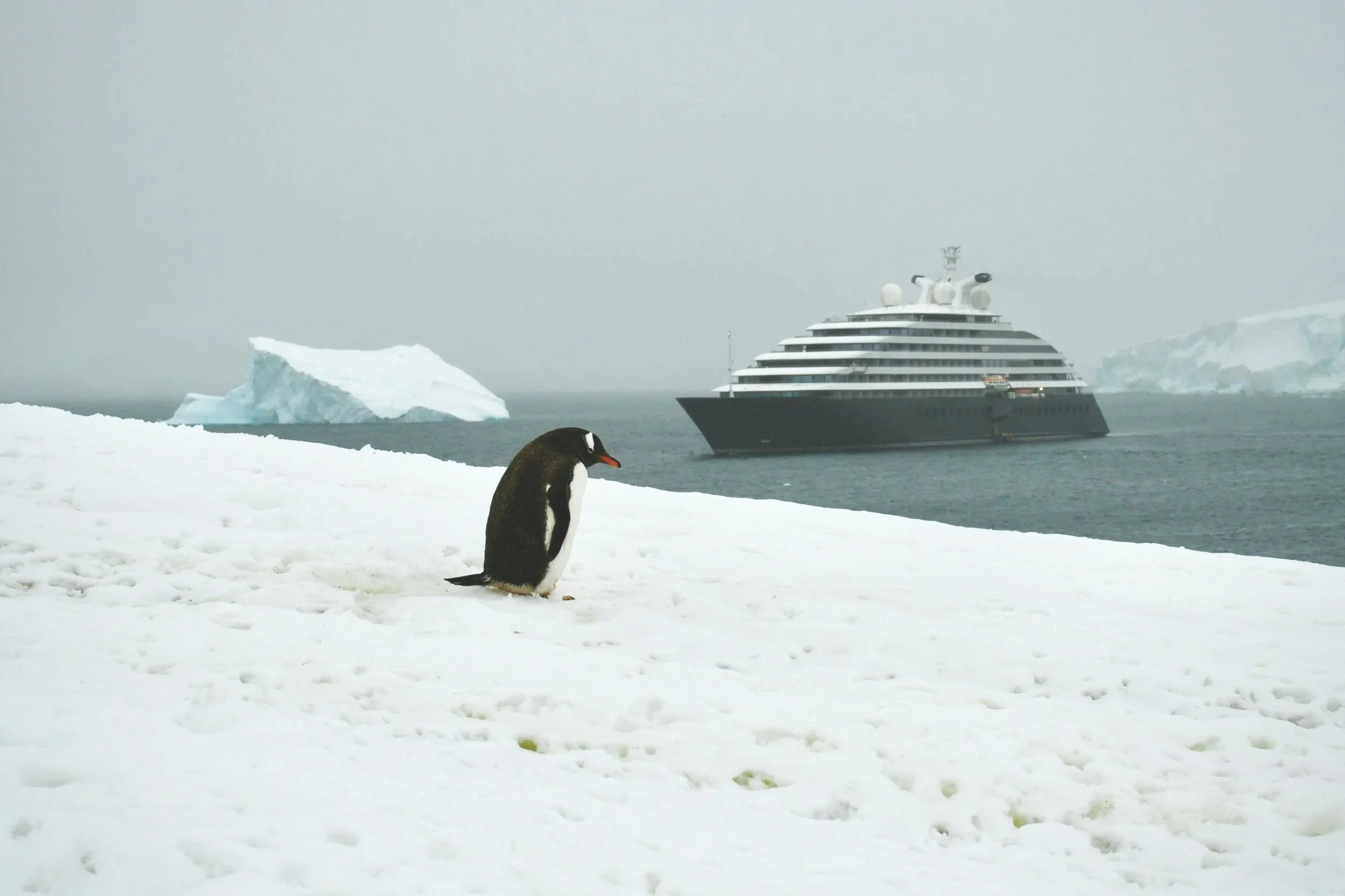 A penguin standing on snow near icy waters with a cruise ship and icebergs in the background.