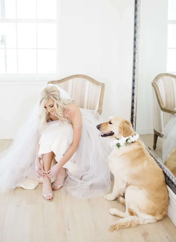 A bride with blonde hair in a white wedding dress is sitting on a chair, putting on her heels. Beside her, a golden retriever dog wearing a flower necklace is sitting on the floor, looking towards her.