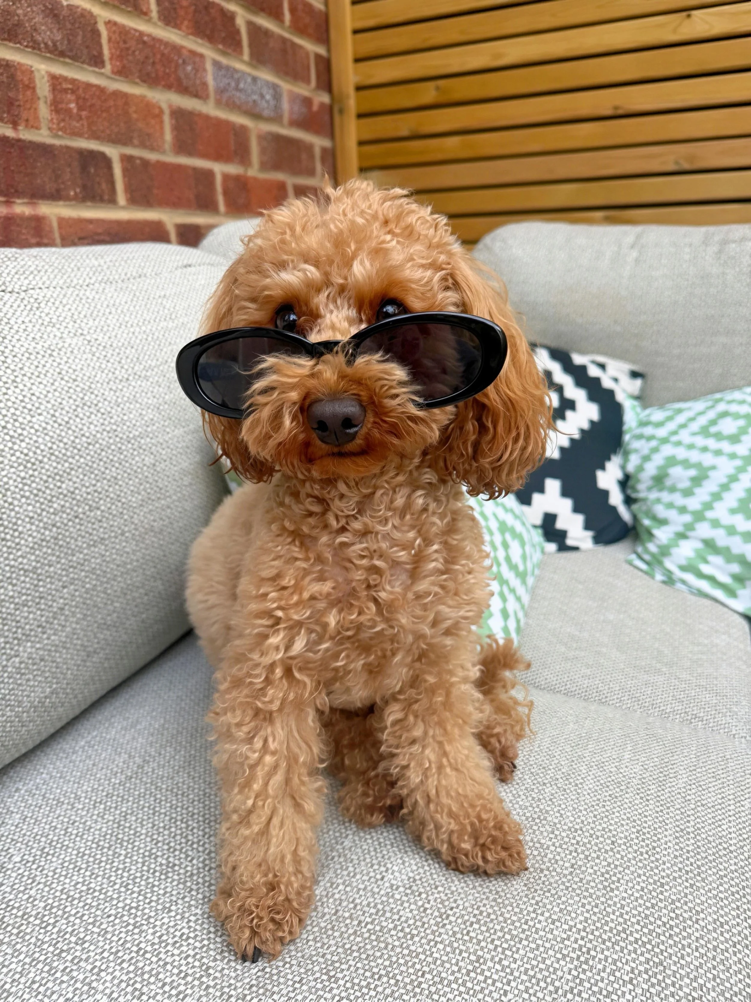 It&rsquo;s Dora&rsquo;s world, we&rsquo;re just living in it 🐶