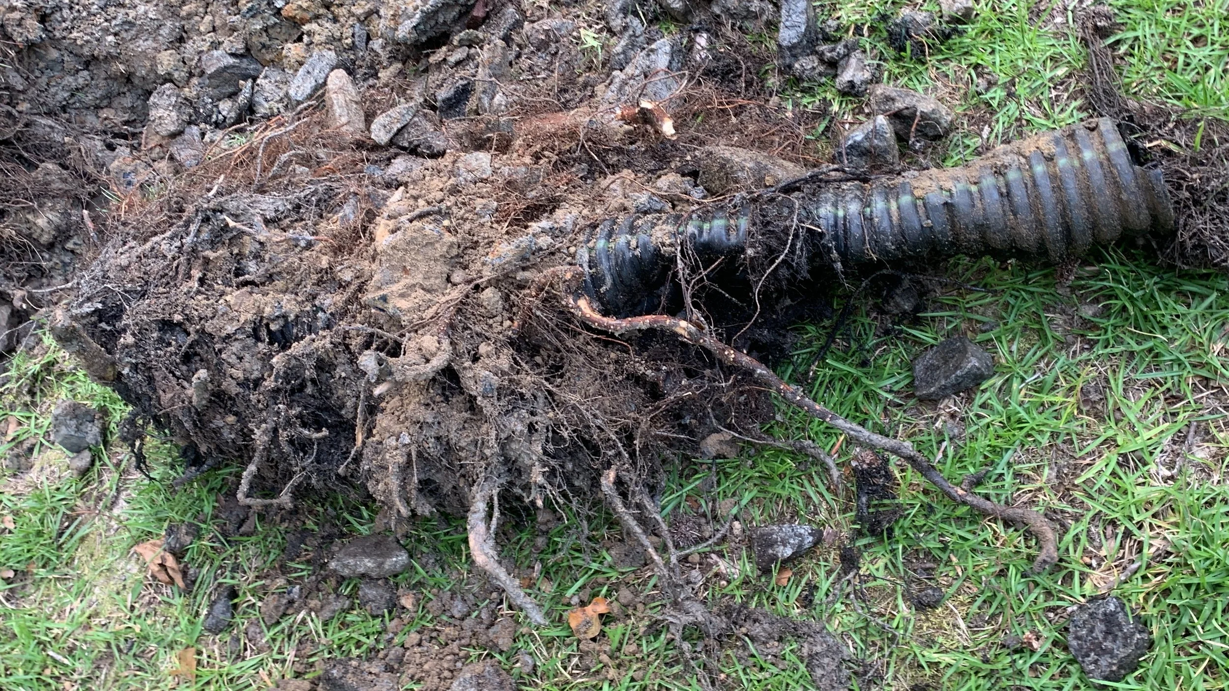 Roots in the drain field, Lexington, SC