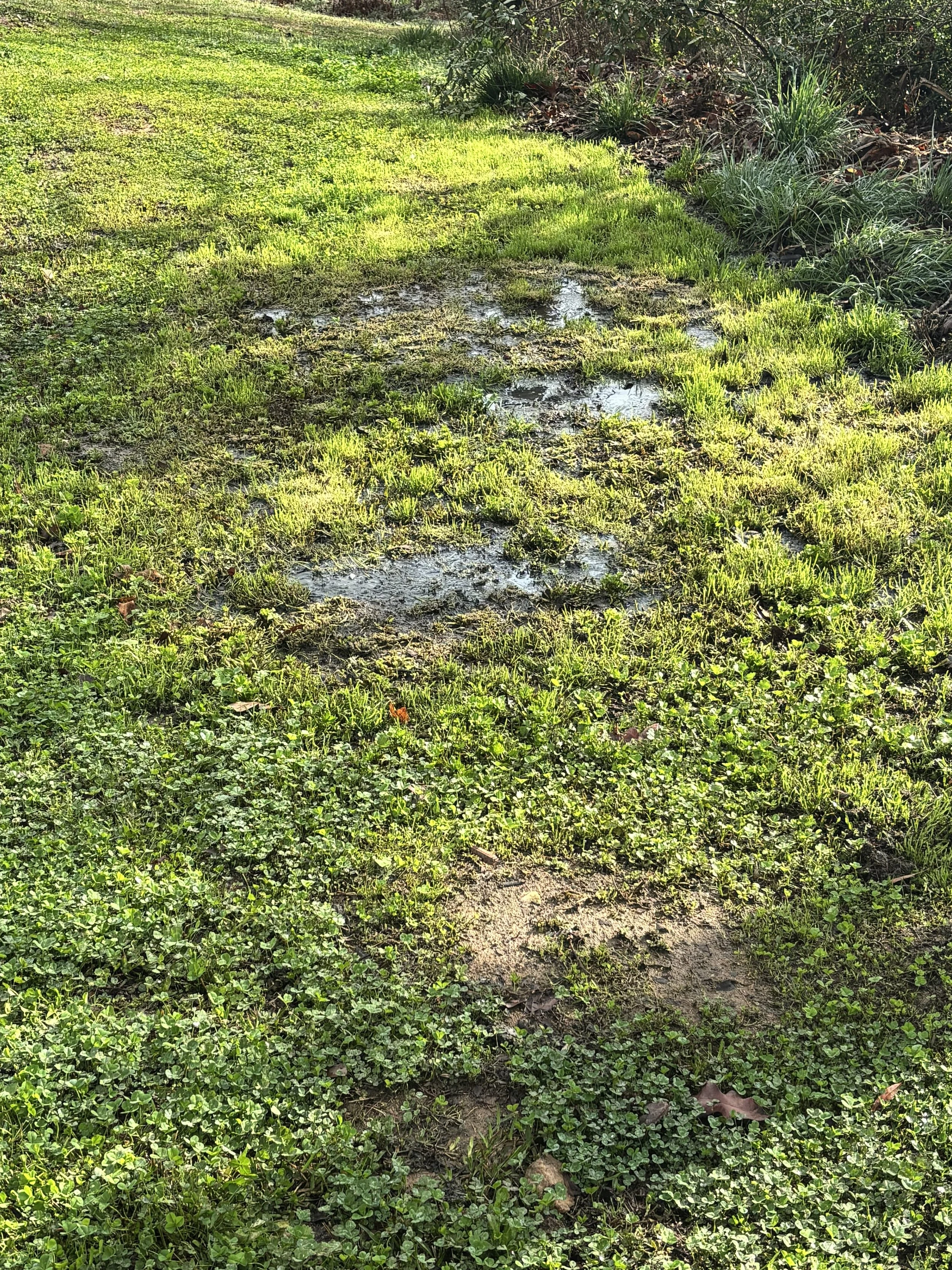 Failed drain field in Greenwood, SC