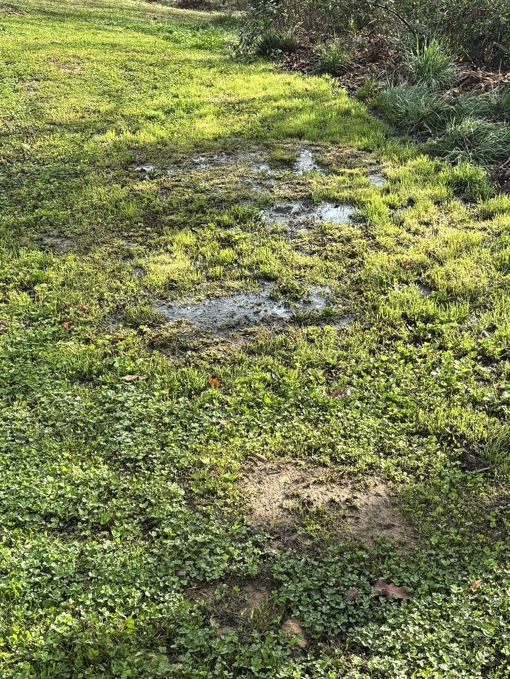 Failed drain field in Greenwood, SC