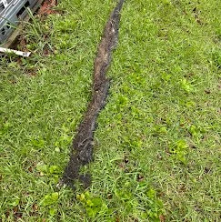 A charred, burned piece of wood lying on green grass.