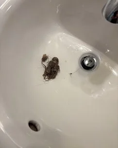 A small, dirty, wet cloth or sponge in a white sink near the drain.