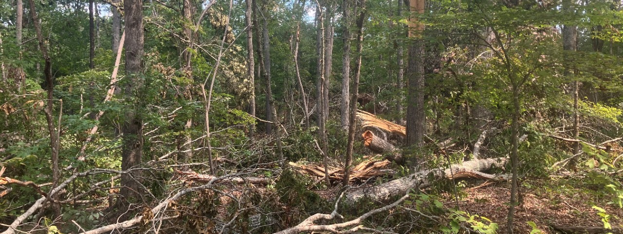 A forest scene with tall trees and fallen logs being cleared during a professional storm debris cleanup project in Memphis, TN.