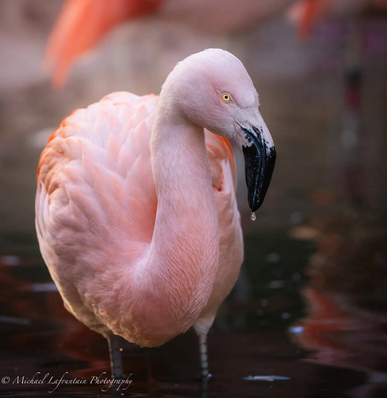 The always beautiful and photogenic flamingo. 