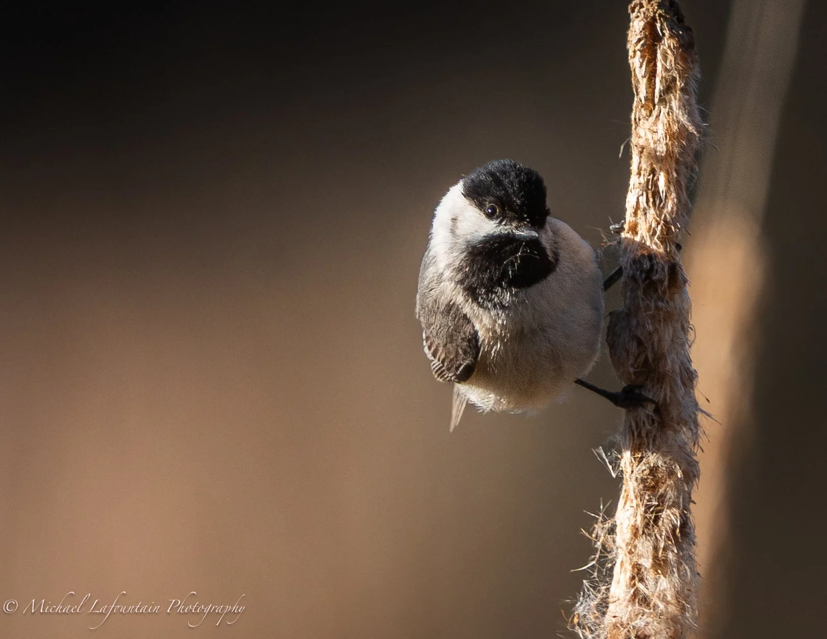 A small bird with a black cap and face, light gray body, perched on a withered plant stem.