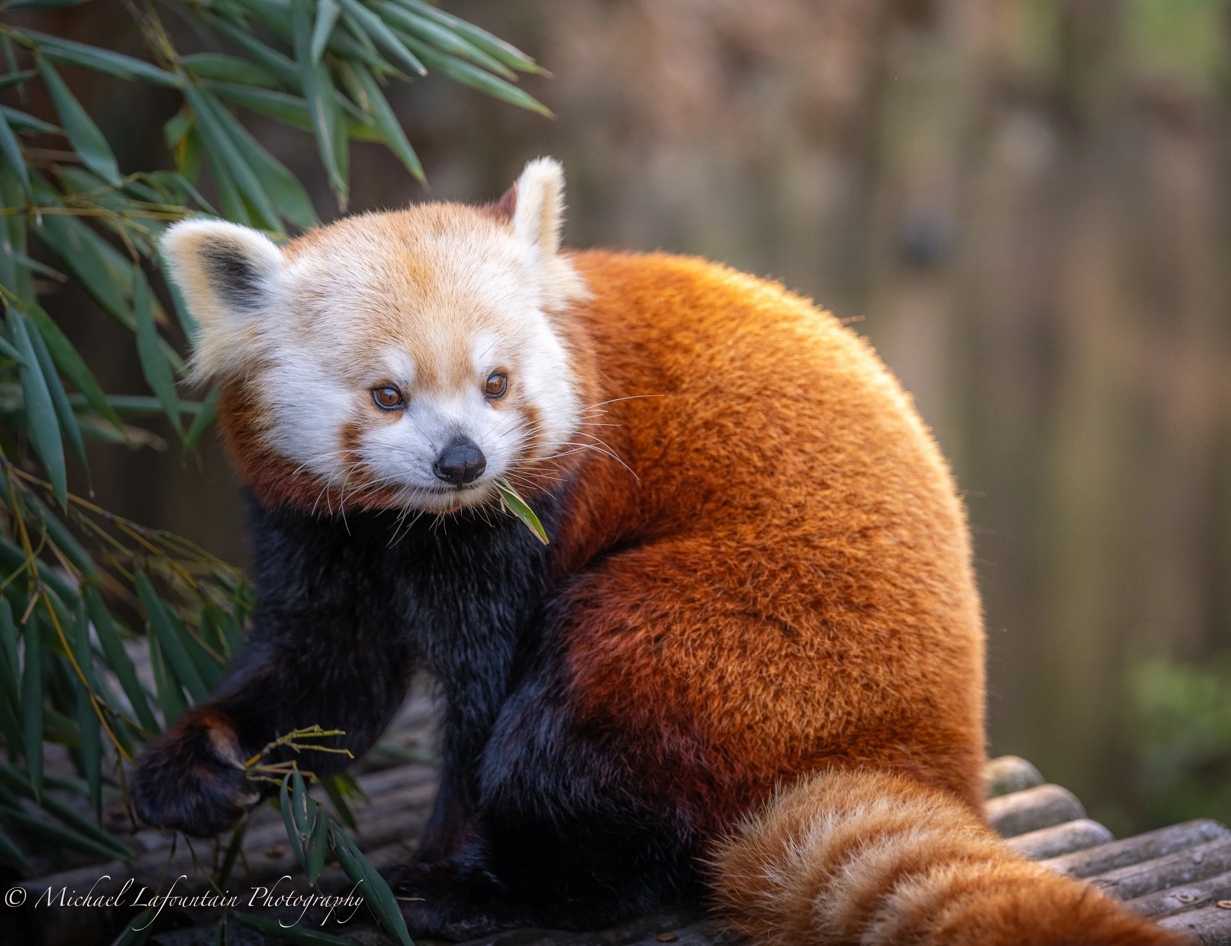 A beautiful red panda stopping for a snack.