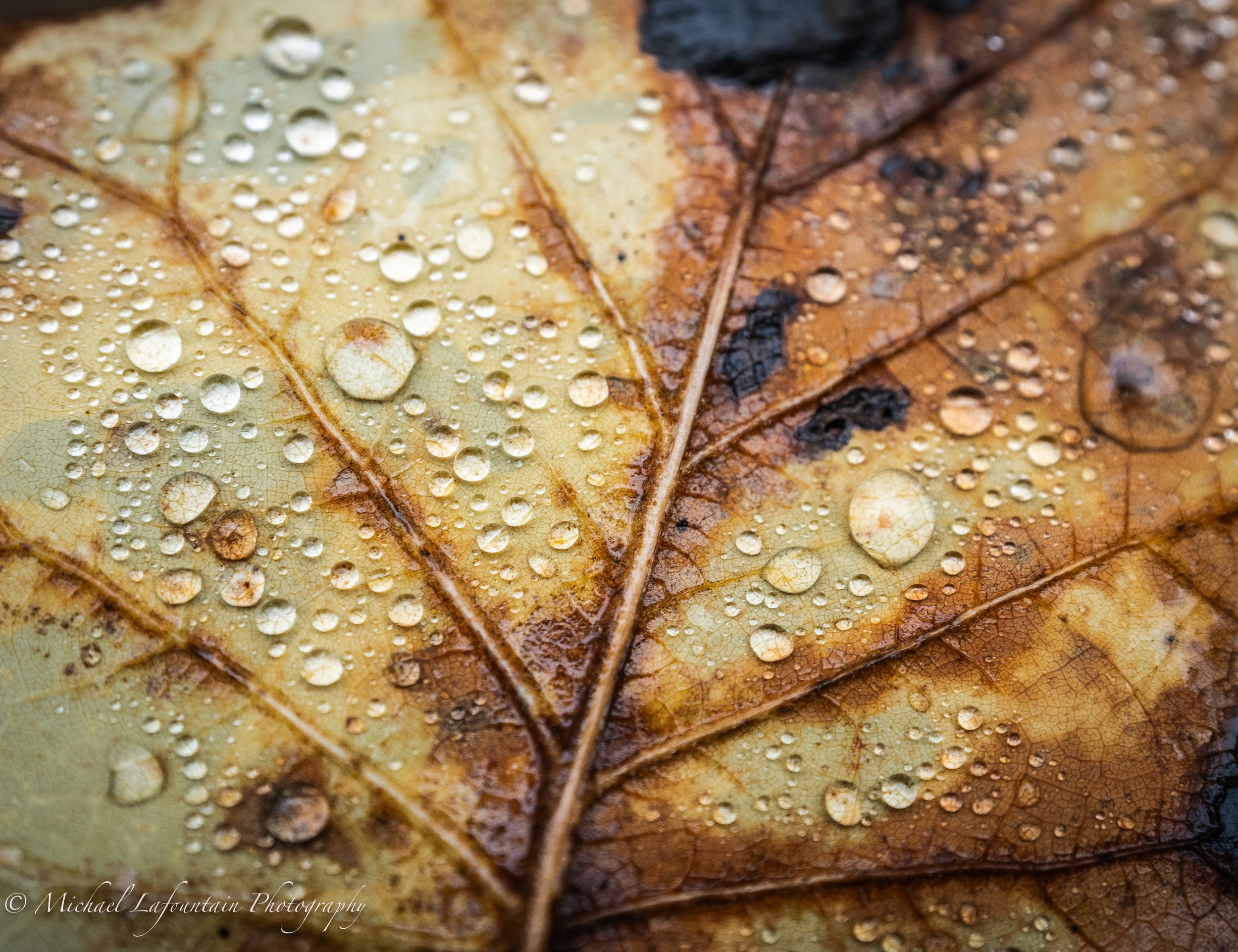 Close-up of an autumn leaf with water droplets on its surface.