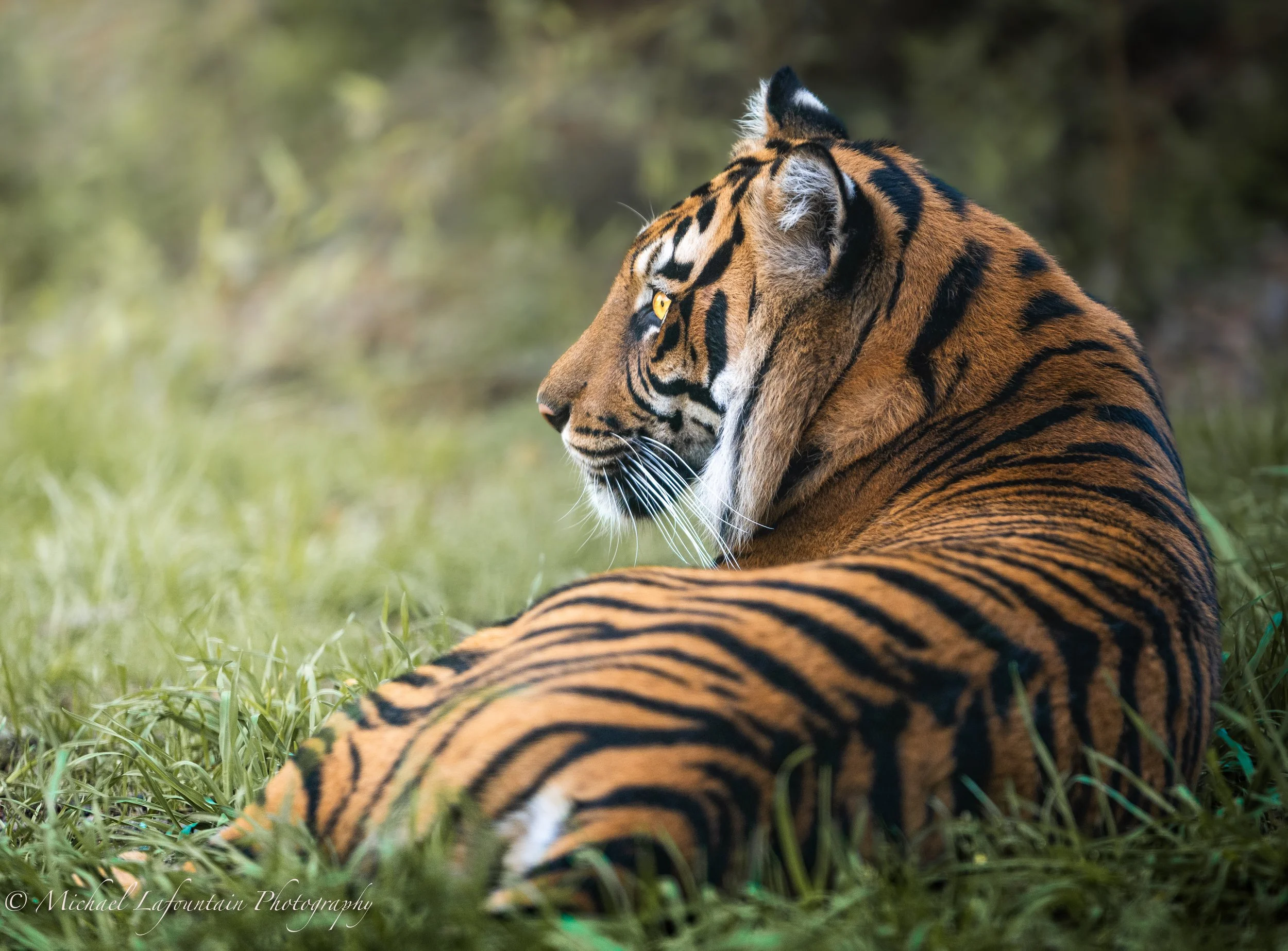 A gorgeous tiger taking in some sun. 