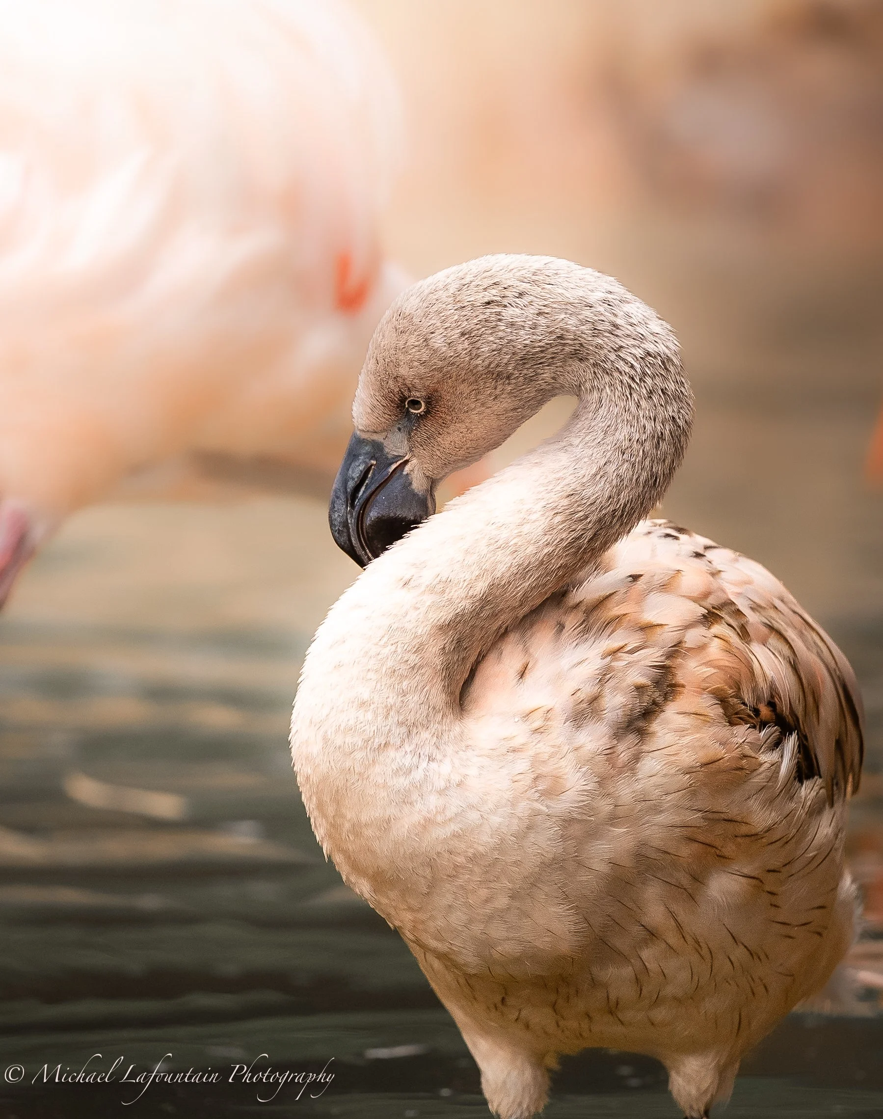 Young Flamingo taking in the morning sun