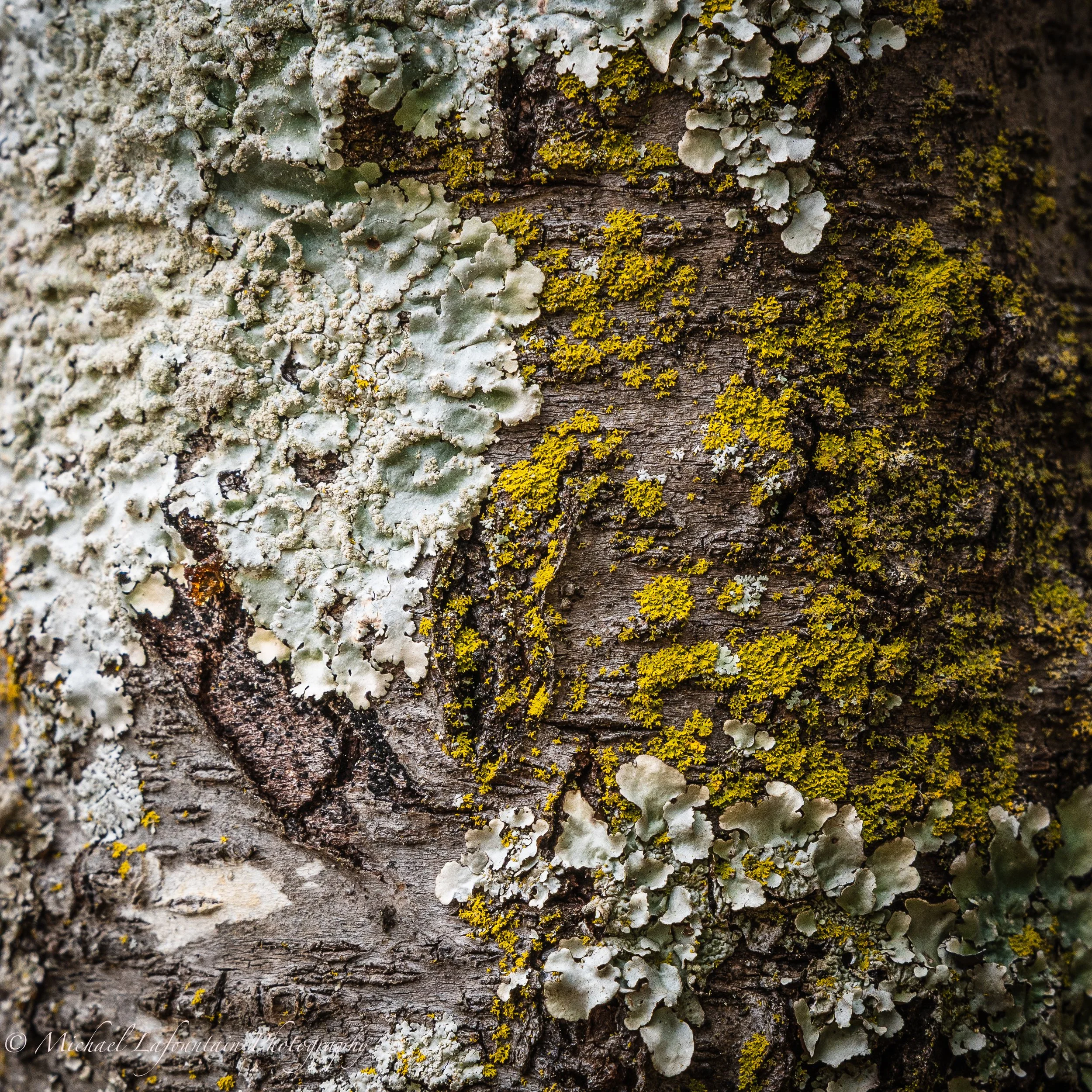 Close-up of tree bark with patches of green and yellow lichen and moss growing on it.