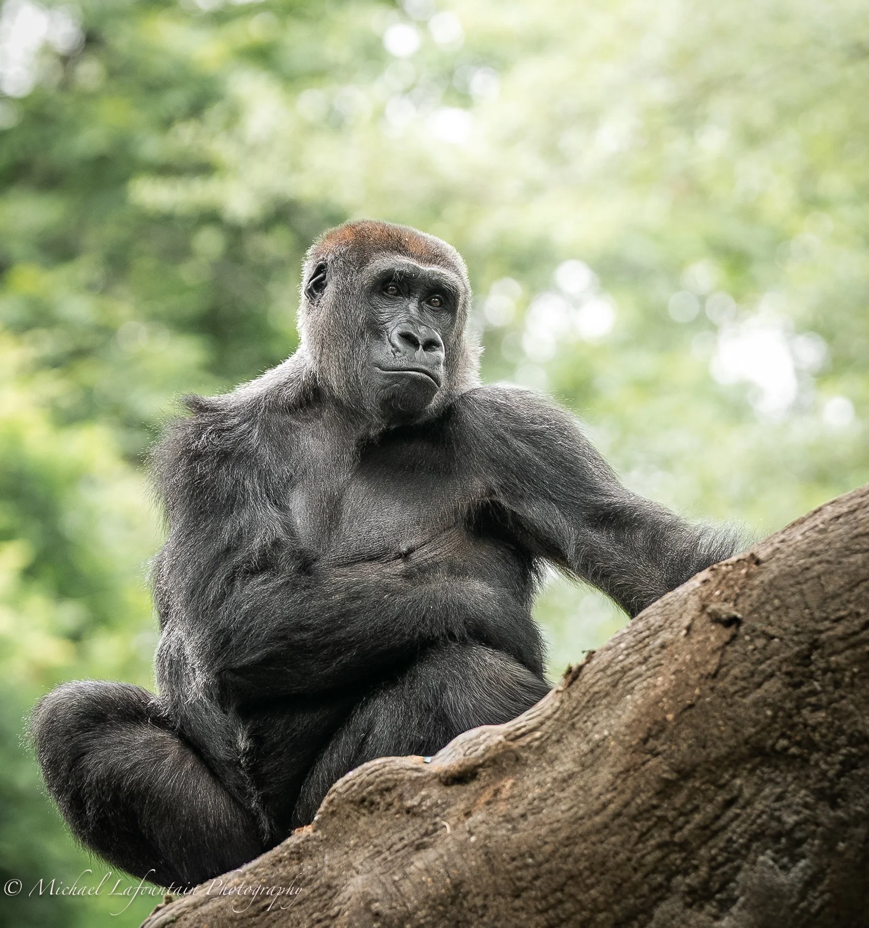 A black gorilla sitting on a tree branch in a lush green forest.