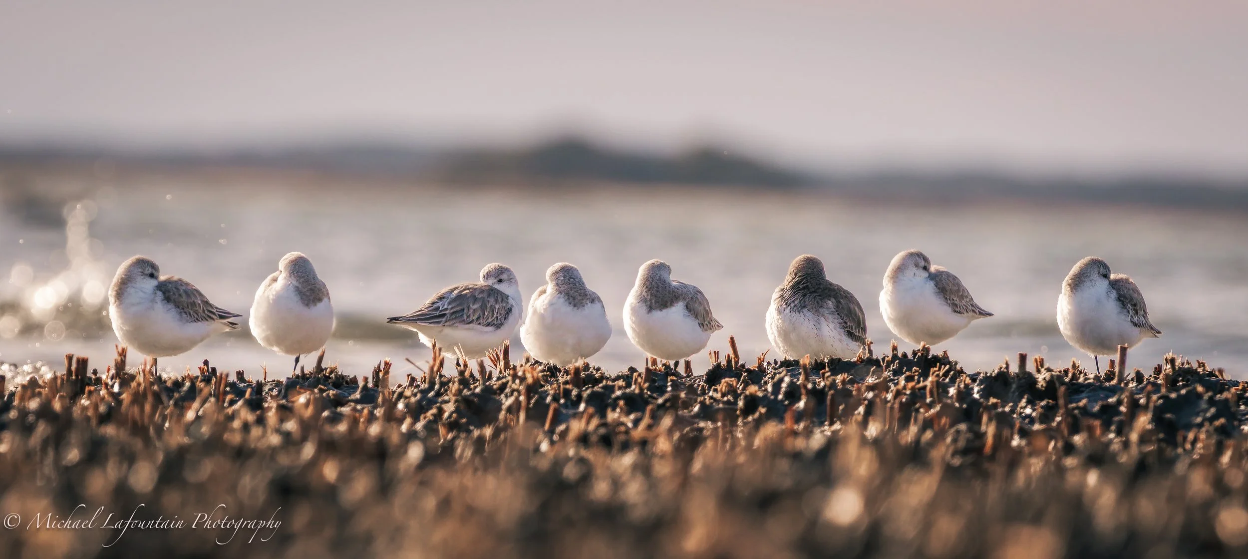 A line of small, fluffy shorebirds standing on a rocky, muddy beach with water and blurred land in the background.