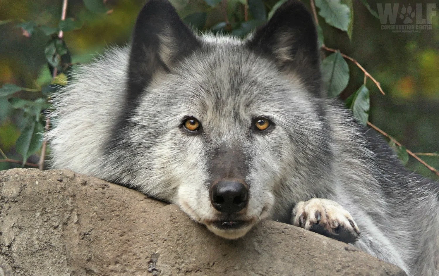 Close-up of an Arctic wolf lying on a rock, gazing directly at the camera with yellow eyes, with green foliage in the background.