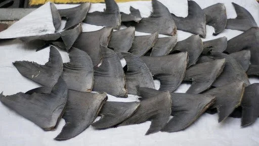Civil Forfeiture: How 32 Tons of Shark Fins Appealed in Court