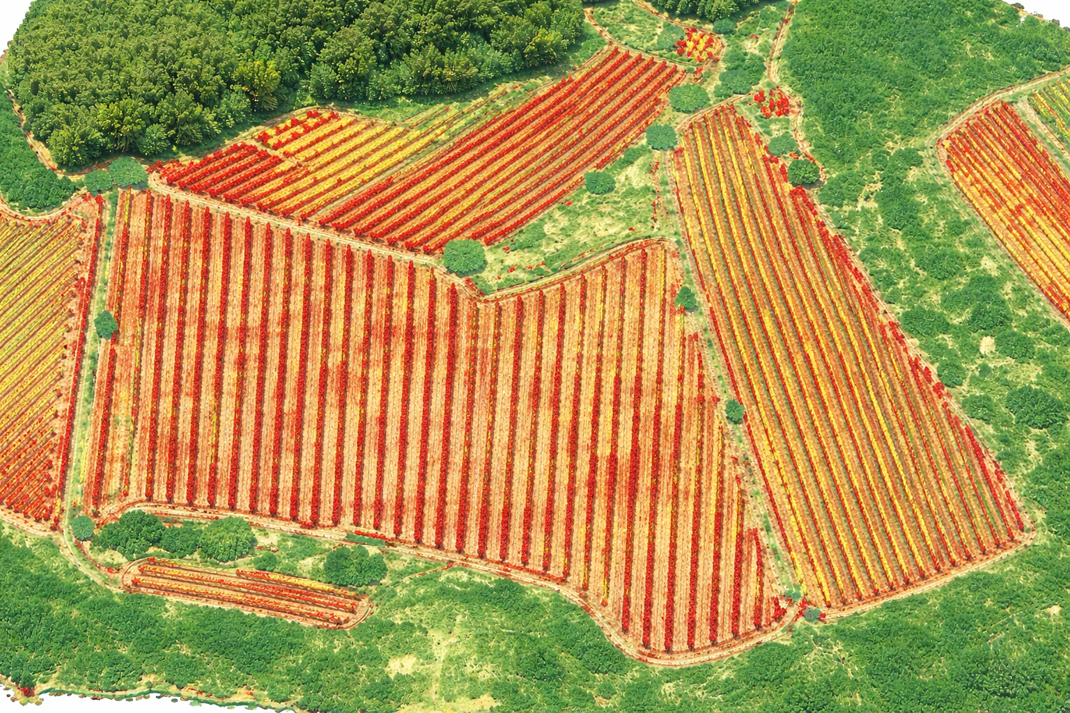 Trattamento peronospora con drone Toscana, Italia. Drone Farm ,irrorazione vigneti con drone agras t50, mappatura vigna con drone