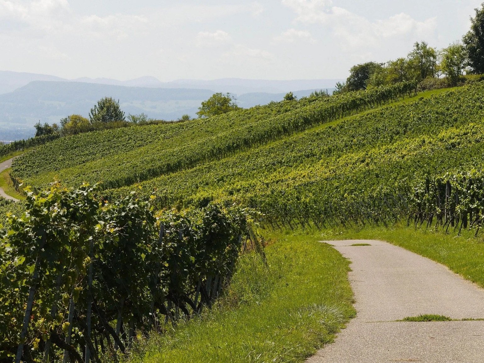 DroneFarm, società che realizza trattamenti con drone per vigneti in Toscana e centro Italia