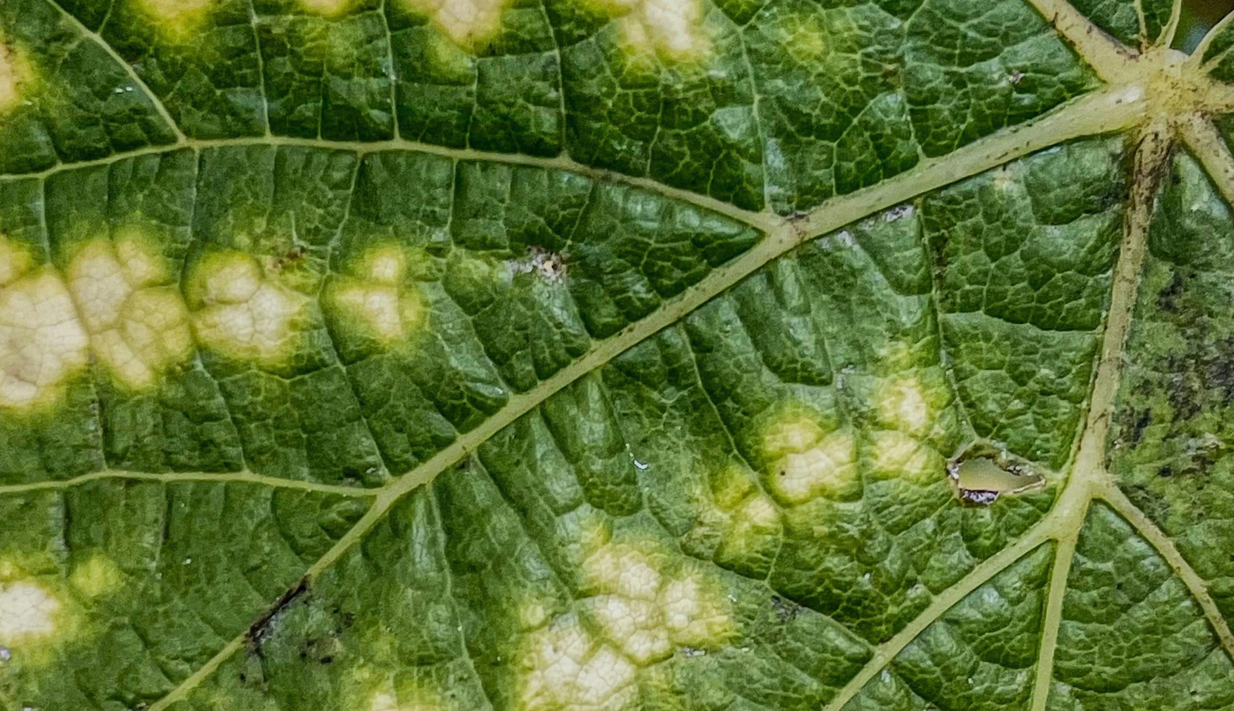 Trattamento peronospora con drone Toscana, Italia. Drone Farm ,irrorazione vigneti con drone agras t50, foglia vite malata