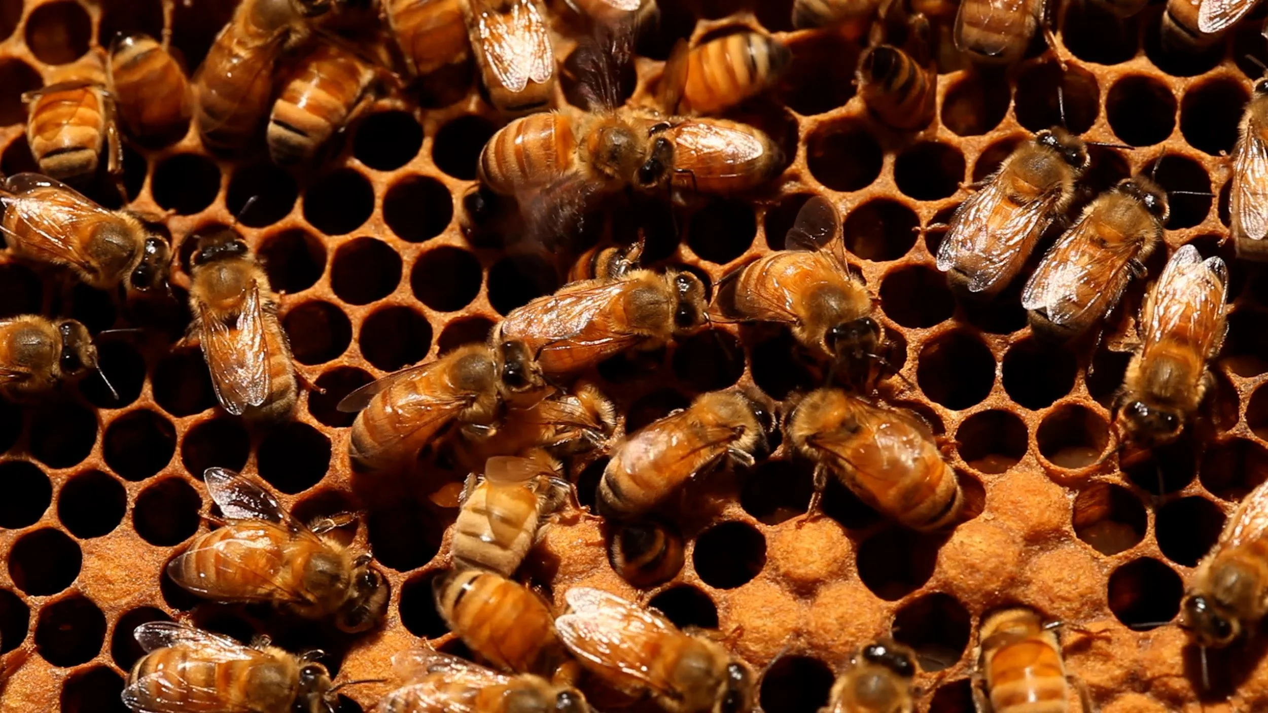 Episode 1 What to know before getting into backyard beekeeping.00_02_58_13.Still057.jpg