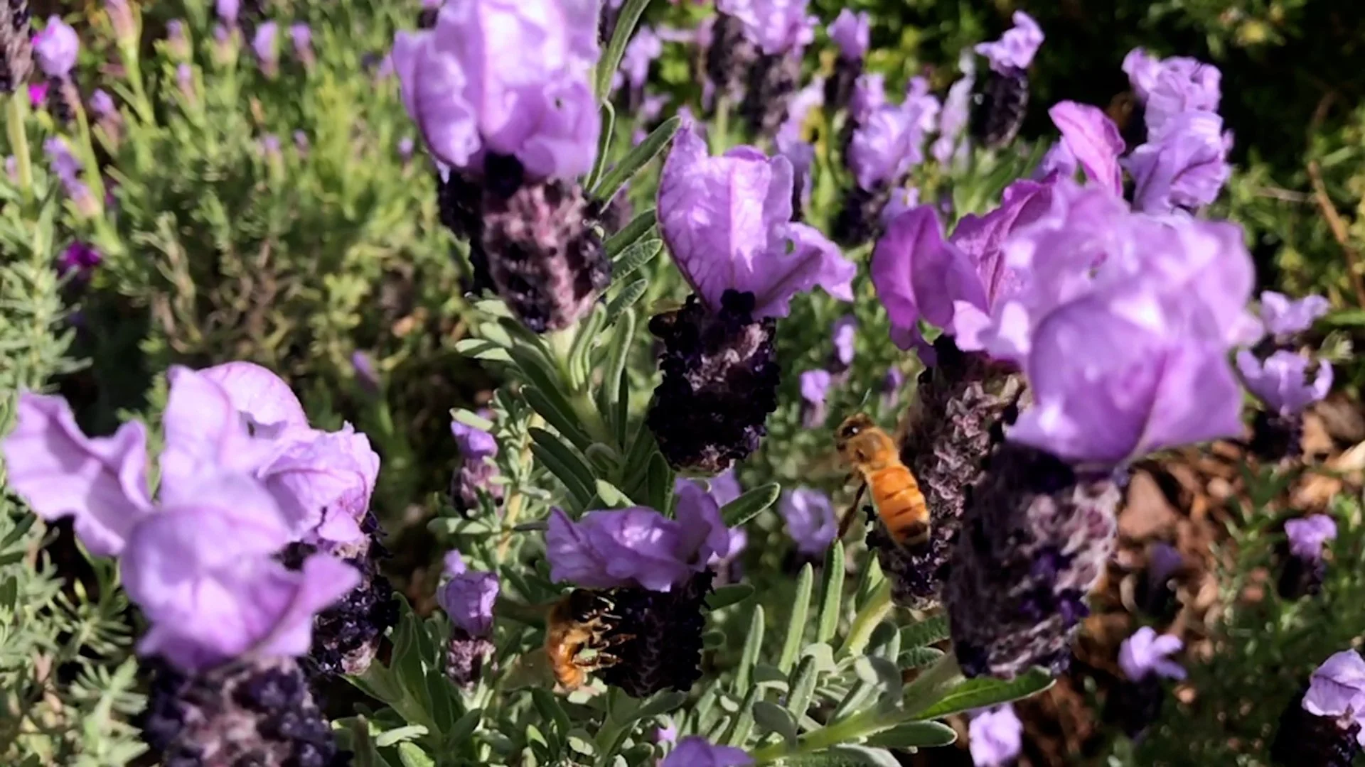 Episode 100 Backyard Beekeeping.00_03_17_00.Still007.jpg