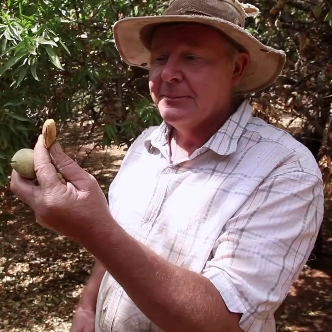 A Nutty Adventure in Almond Harvesting