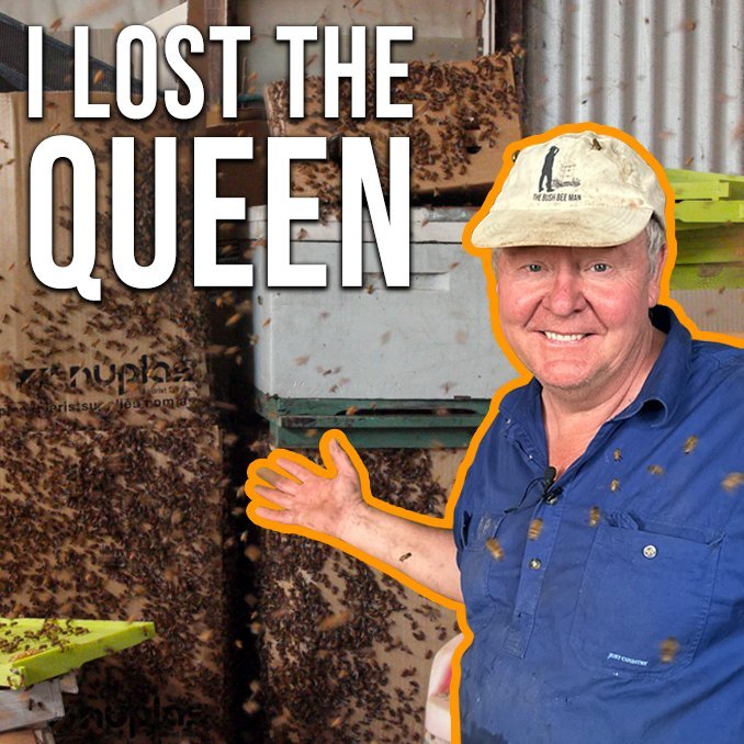 Catching a Swarm in My Shed: The Queen's Great Escape!