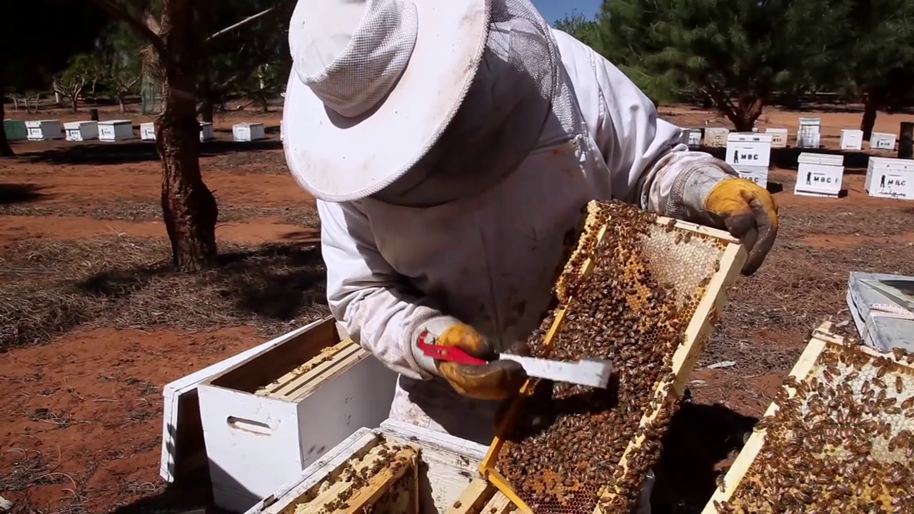 How to Split a Beehive