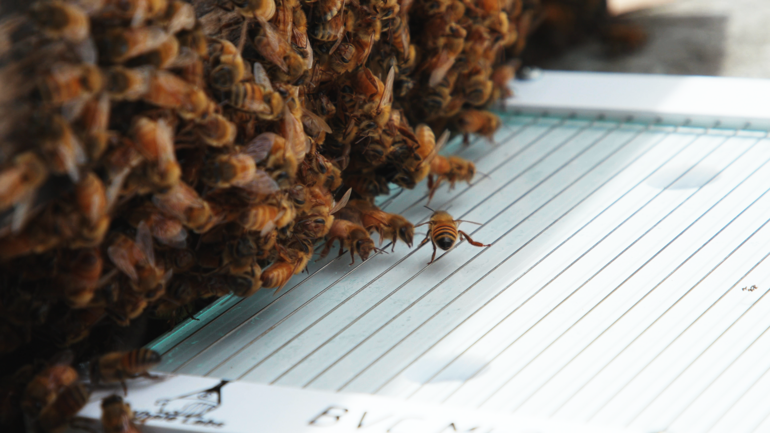 Innovations at Whale Labs: Bee Venom Harvesting