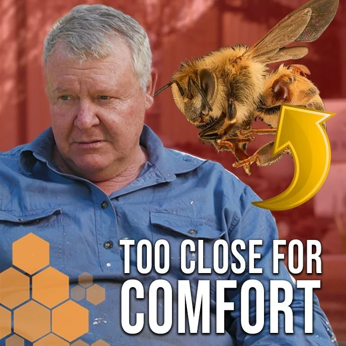 Navigating the Imminent Arrival of Varroa Mites