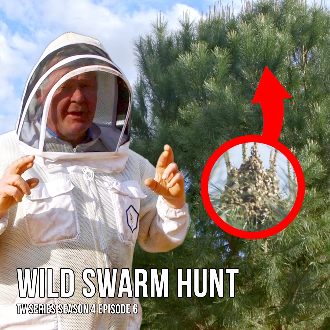 Spring Swarm Traps: Setting Up Old Bee Boxes for New Bees