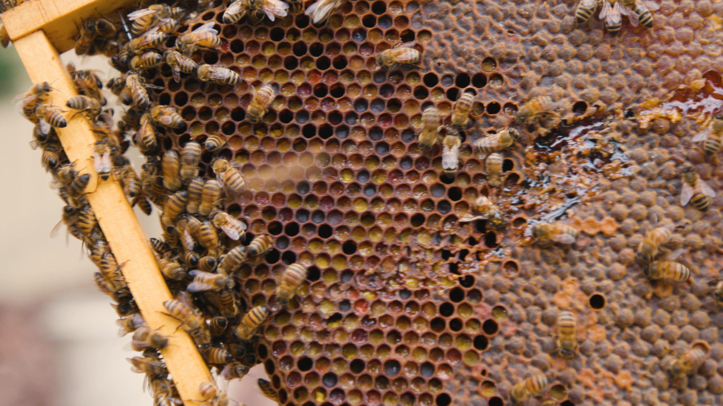 Springing into Action: A Spring Inspection with The Bush Bee Man