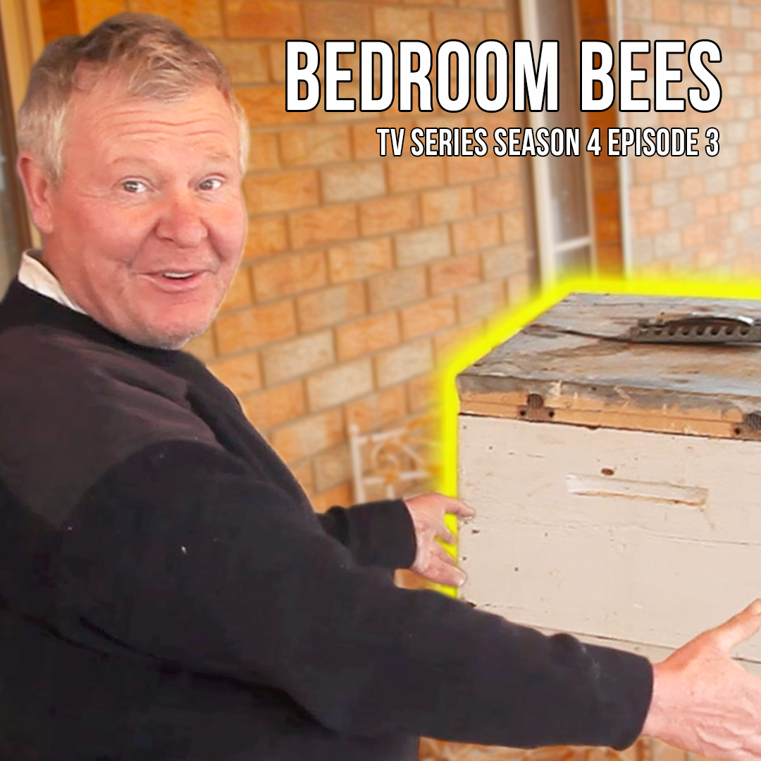 Turning a Fish Tank into an Observation Hive: The Bush Bee Man’s Balcony Project
