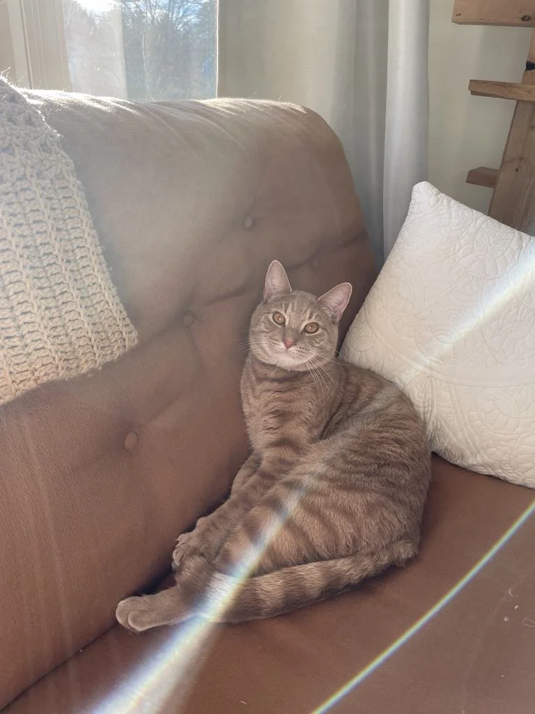 Gray tabby cat sitting on a beige couch next to a white pillow with sunlight and a rainbow light streak.
