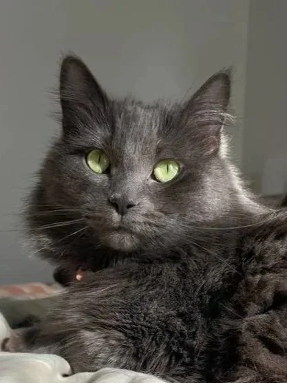Close-up of a gray cat with striking green eyes, lying on a surface with a plain background.