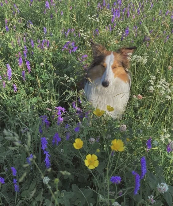 A dog with long fur and closed eyes sitting in a field of colorful wildflowers, including purple, yellow, and white blossoms.