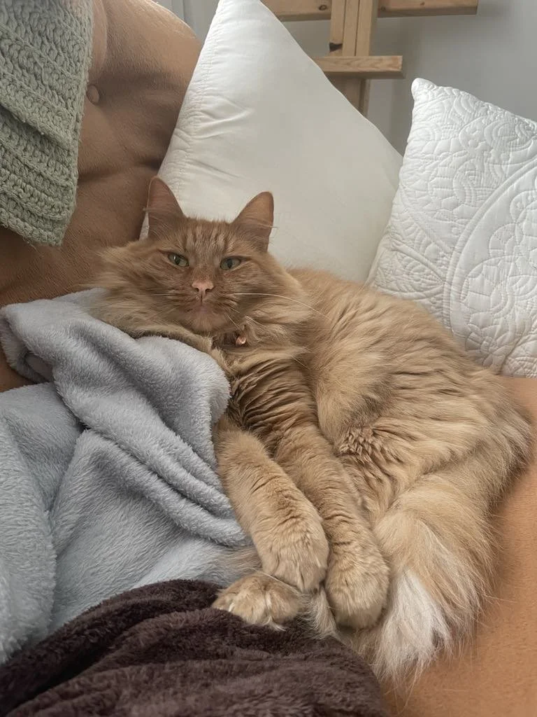A fluffy orange tabby cat lying on a person's lap among pillows, with a relaxed expression.