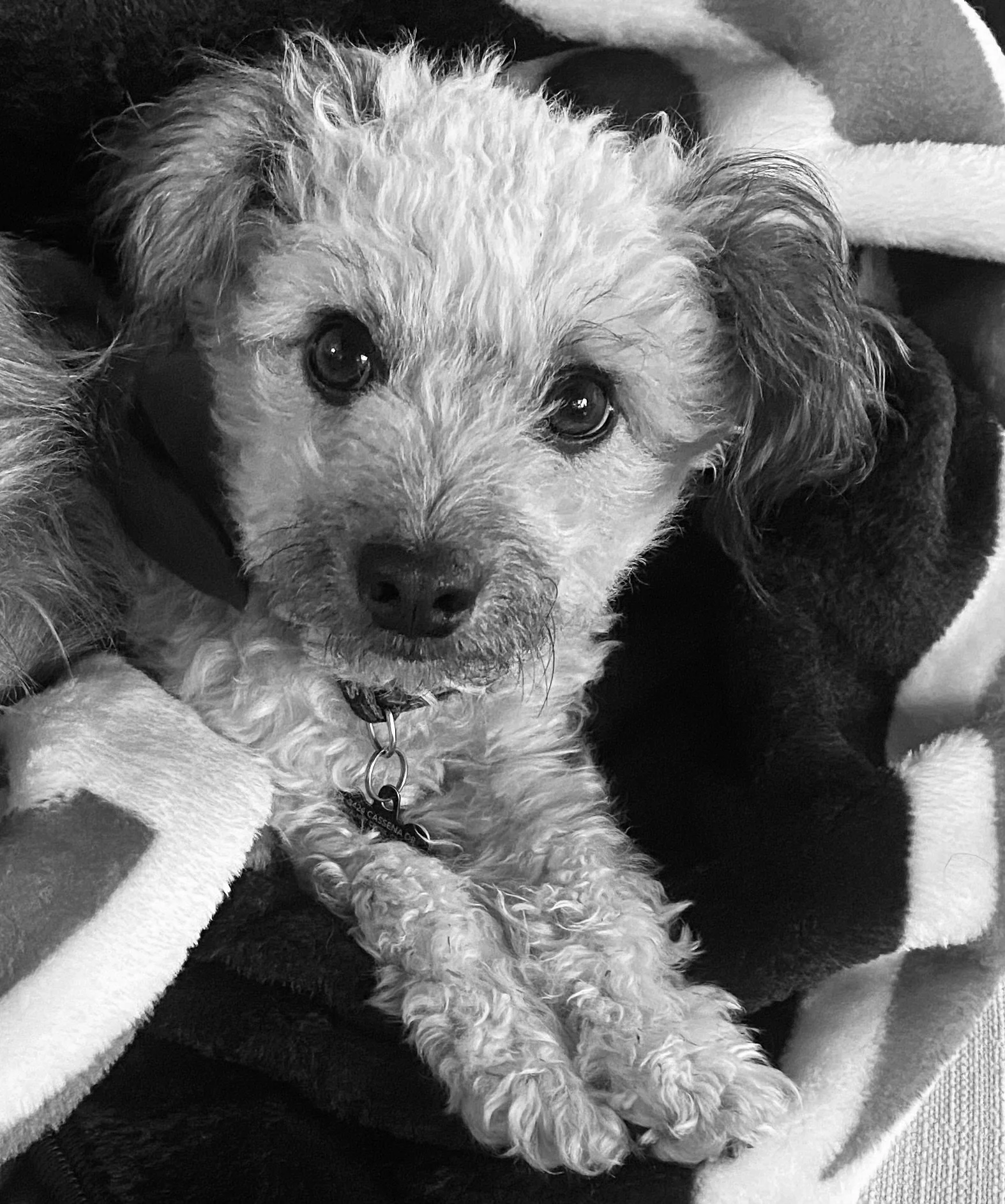 A black and white photo of a curly-haired dog with expressive eyes, resting on a soft blanket.