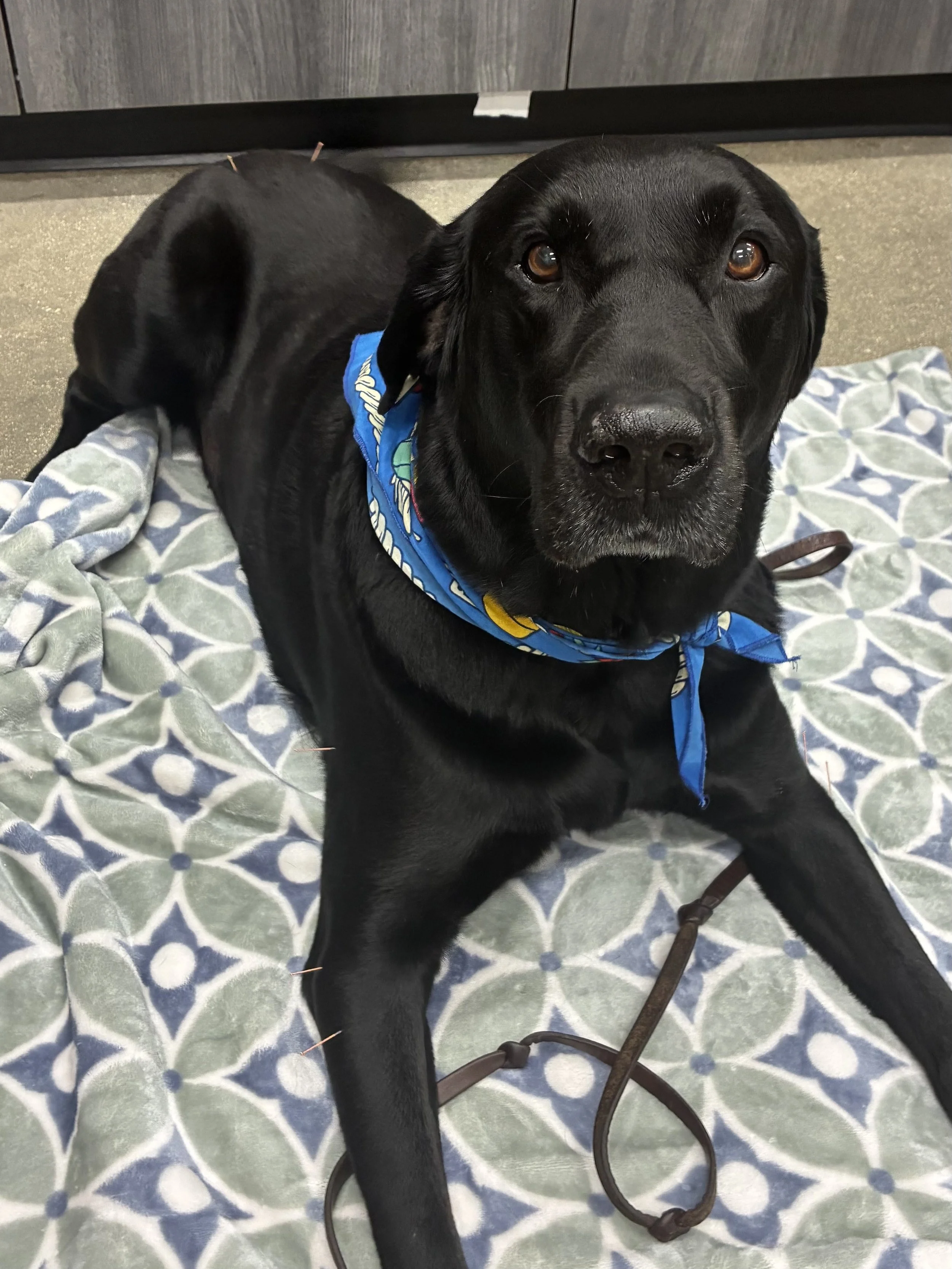 Close-up of a black Labrador mix dog lying on a patterned blanket indoors, wearing a blue bandana around its neck, looking directly at the camera with brown eyes.