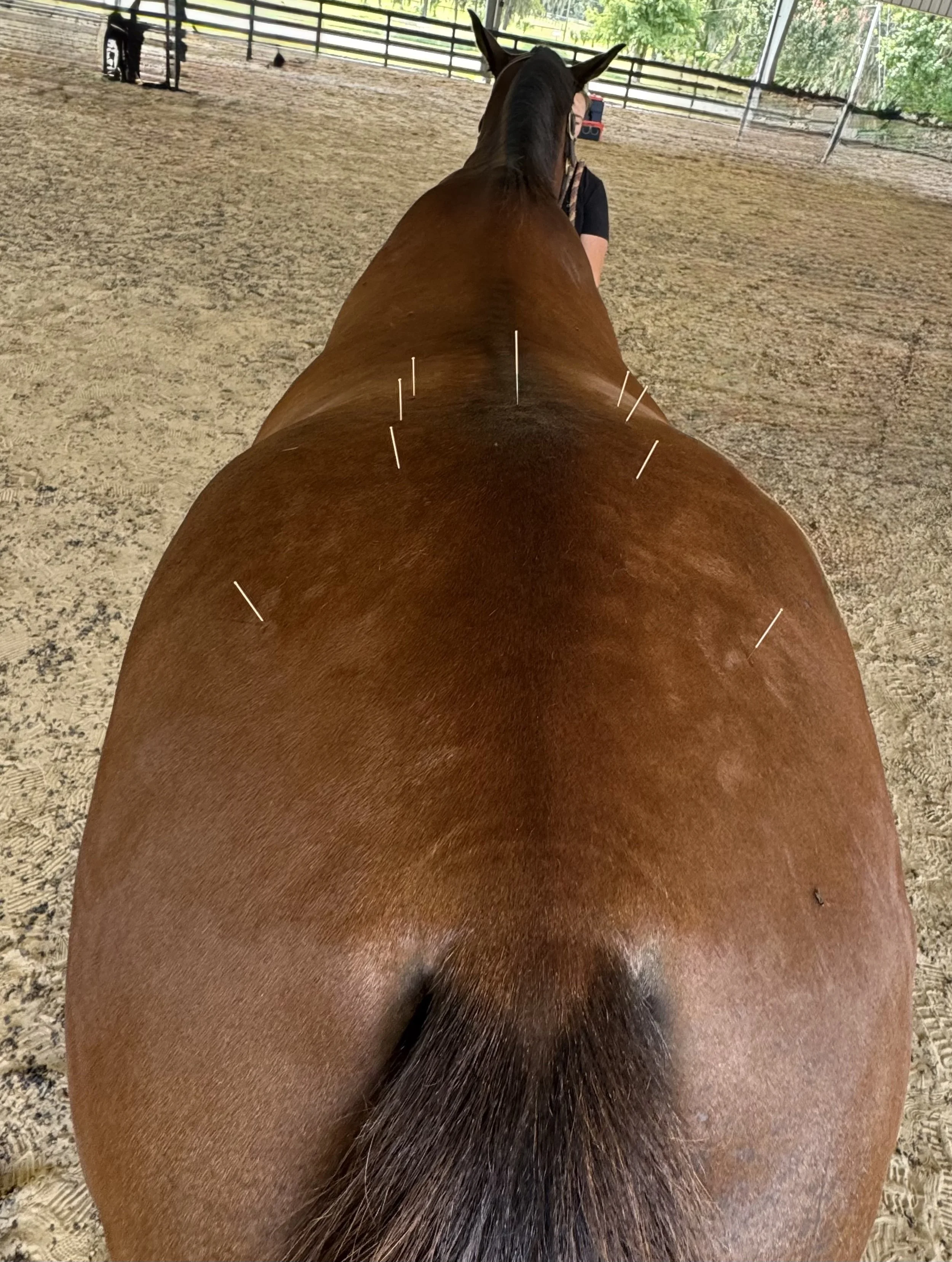 A person riding a horse in an indoor riding arena, viewed from behind the horse's back, with the horse's mane visible and the rider holding the reins.