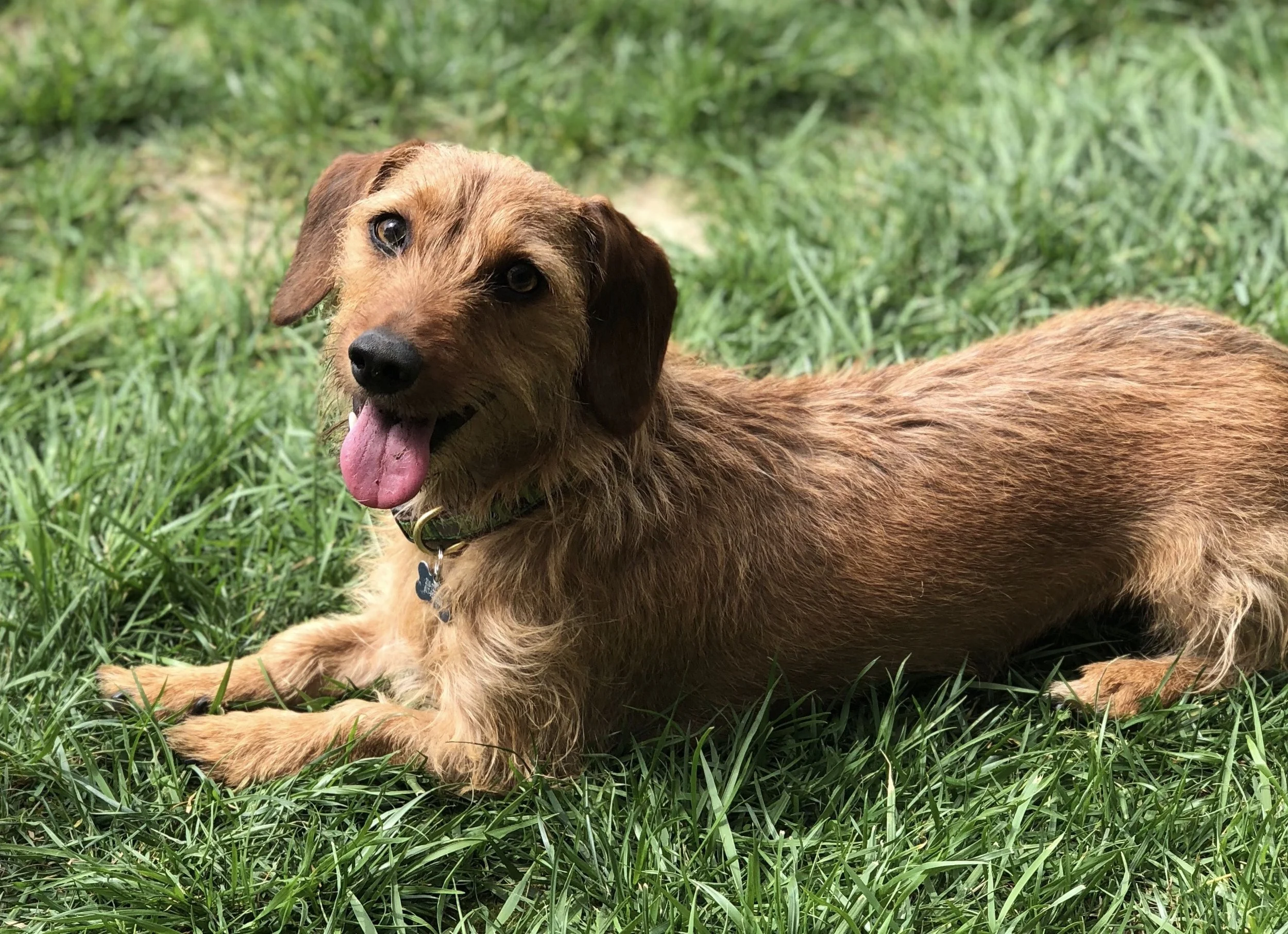 A brown dog lying on green grass with its tongue out, looking at the camera.