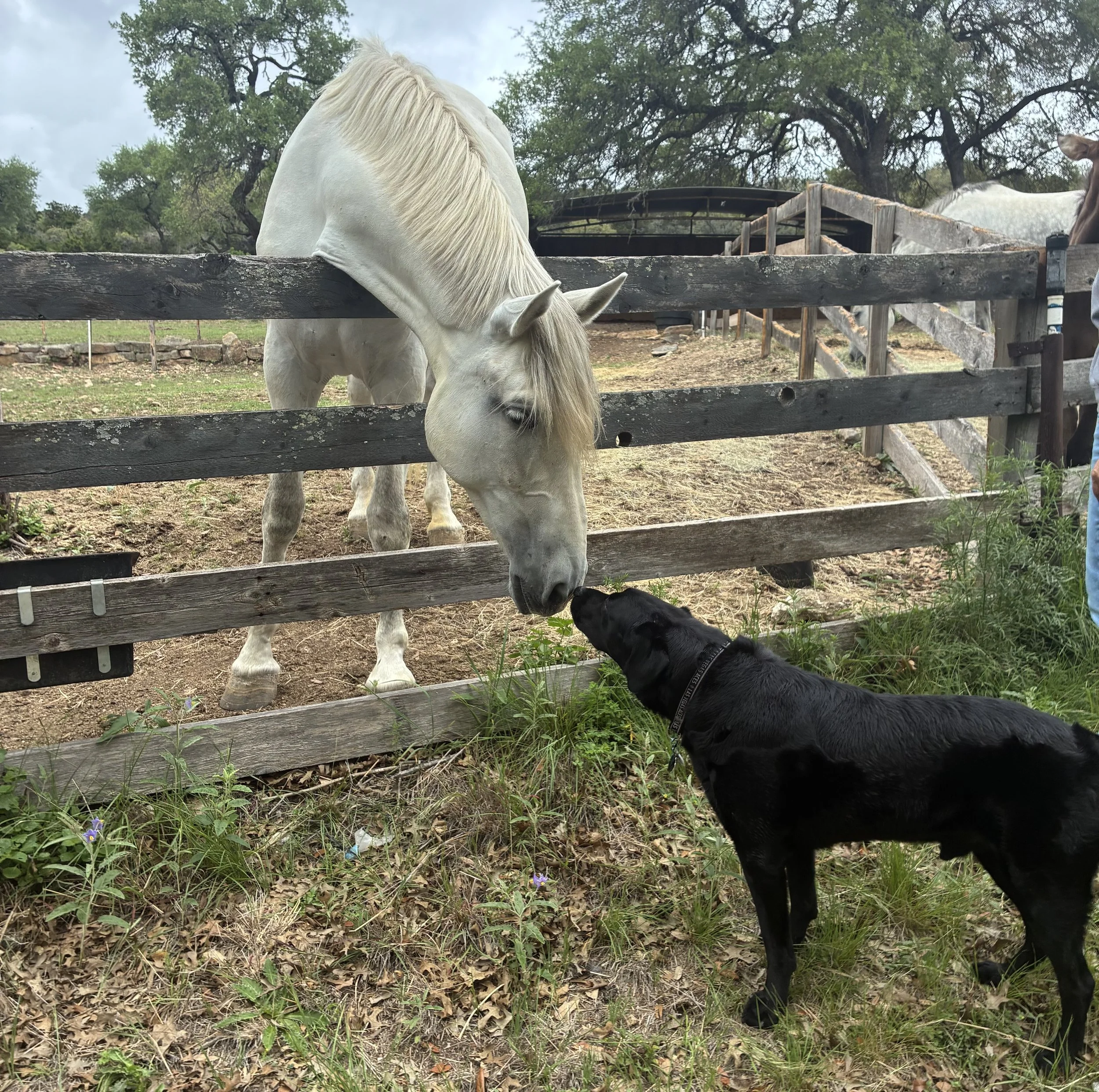 A white horse with a long mane standing behind a wooden fence, greeting a black dog on the ground outside the fence. There are trees and clouds in the background.