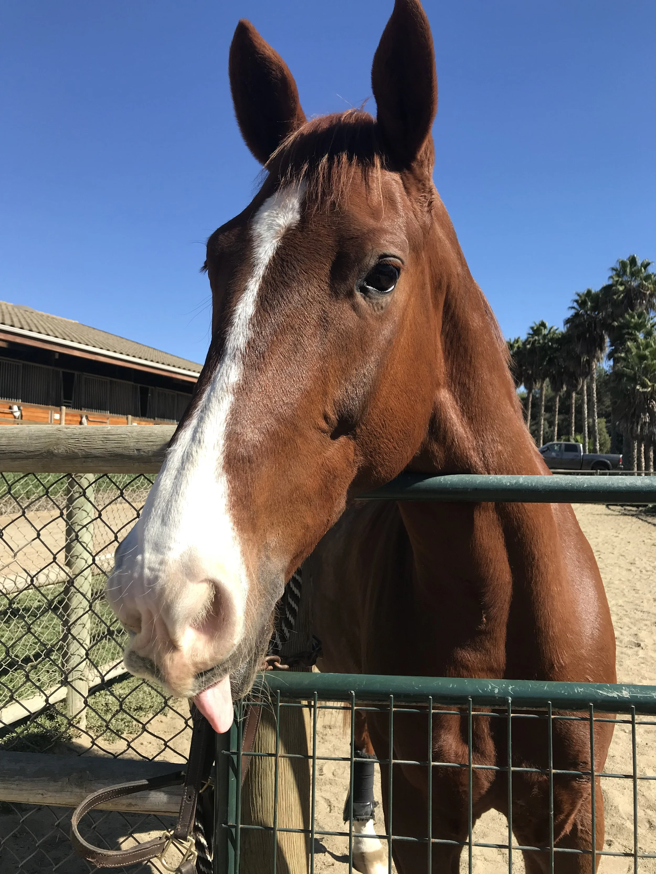 A brown and white horse with a white stripe down its face stands behind a metal fence at an outdoor stable. The horse is licking its lips with its tongue visible. The background features a building, trees, and a clear blue sky.