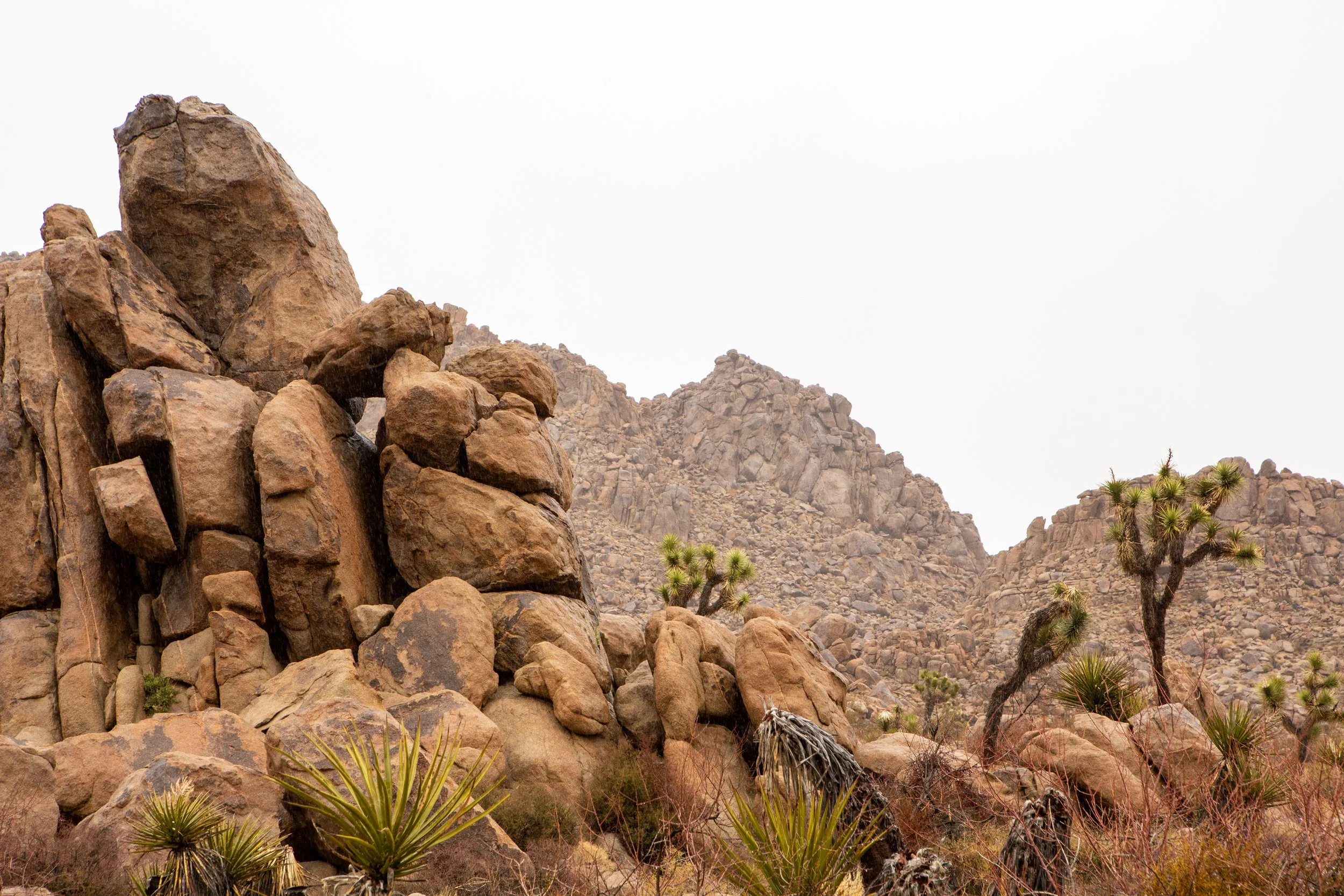 Joshua Tree National Park (1).jpg